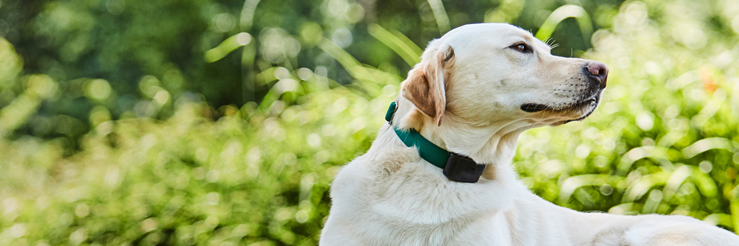 DogWatch of Acadiana, Youngsville, Louisiana | 1200Fence Slider Image