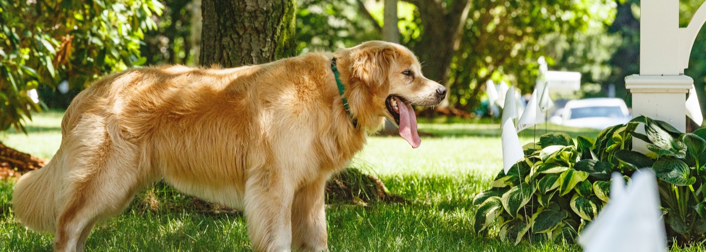 DogWatch of Acadiana, Youngsville, Louisiana | Outdoor Hidden Dog Fences Slider Image