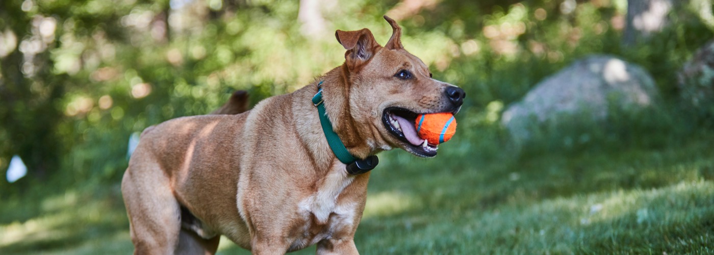 DogWatch of Acadiana, Youngsville, Louisiana | ProFenceX Slider Image